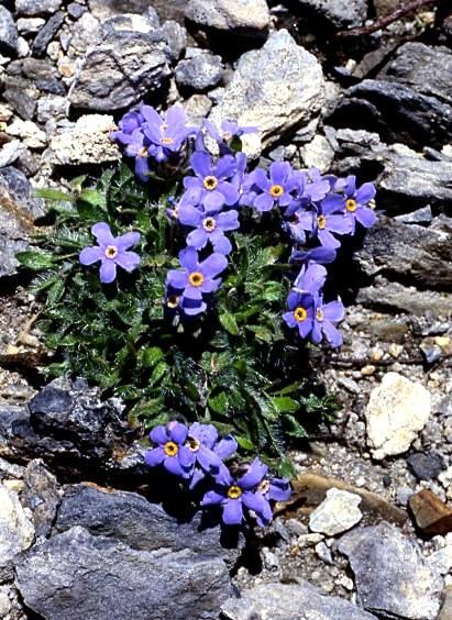 Eritrichium nanum / Non ti scordar di me nano